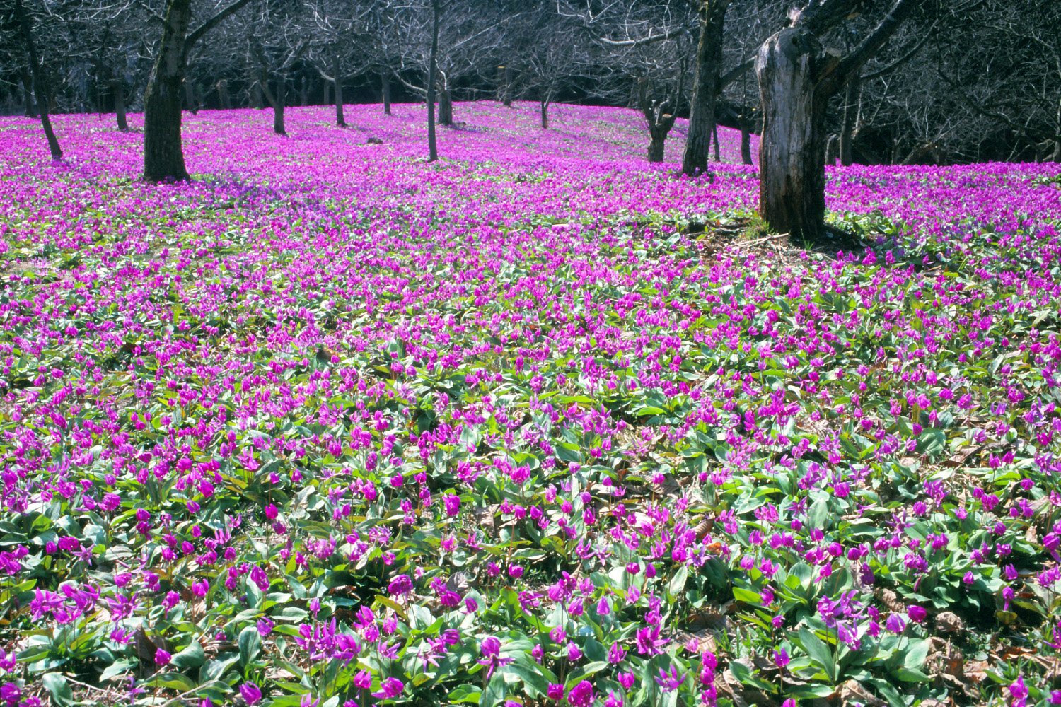 🏞️ 사시마키 습원 미즈바쇼 군생지 이미지 7